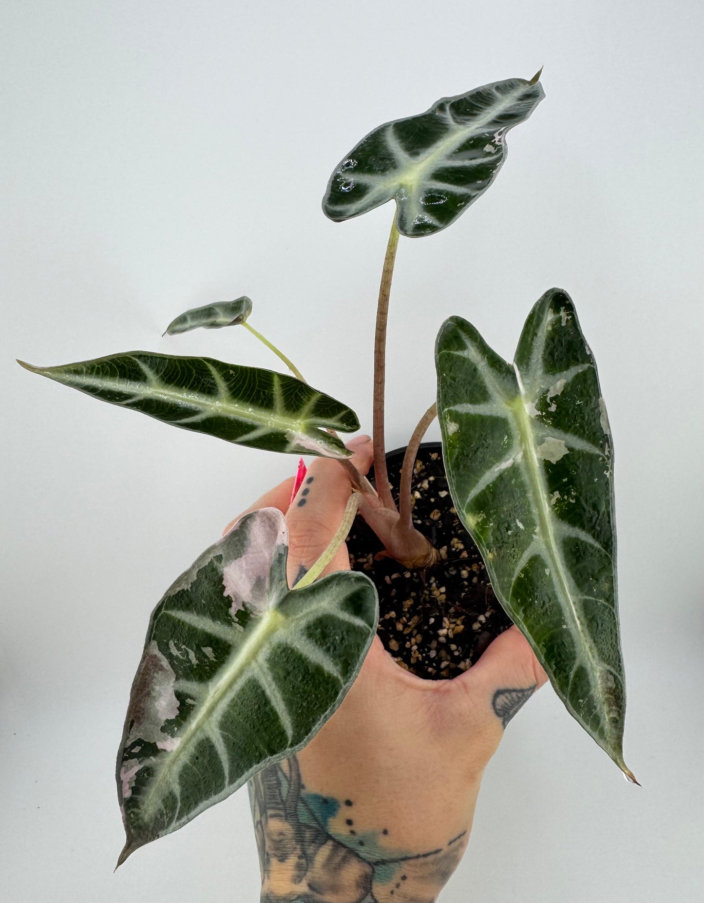 Variegated Alocasia Bambino Pink/Albo