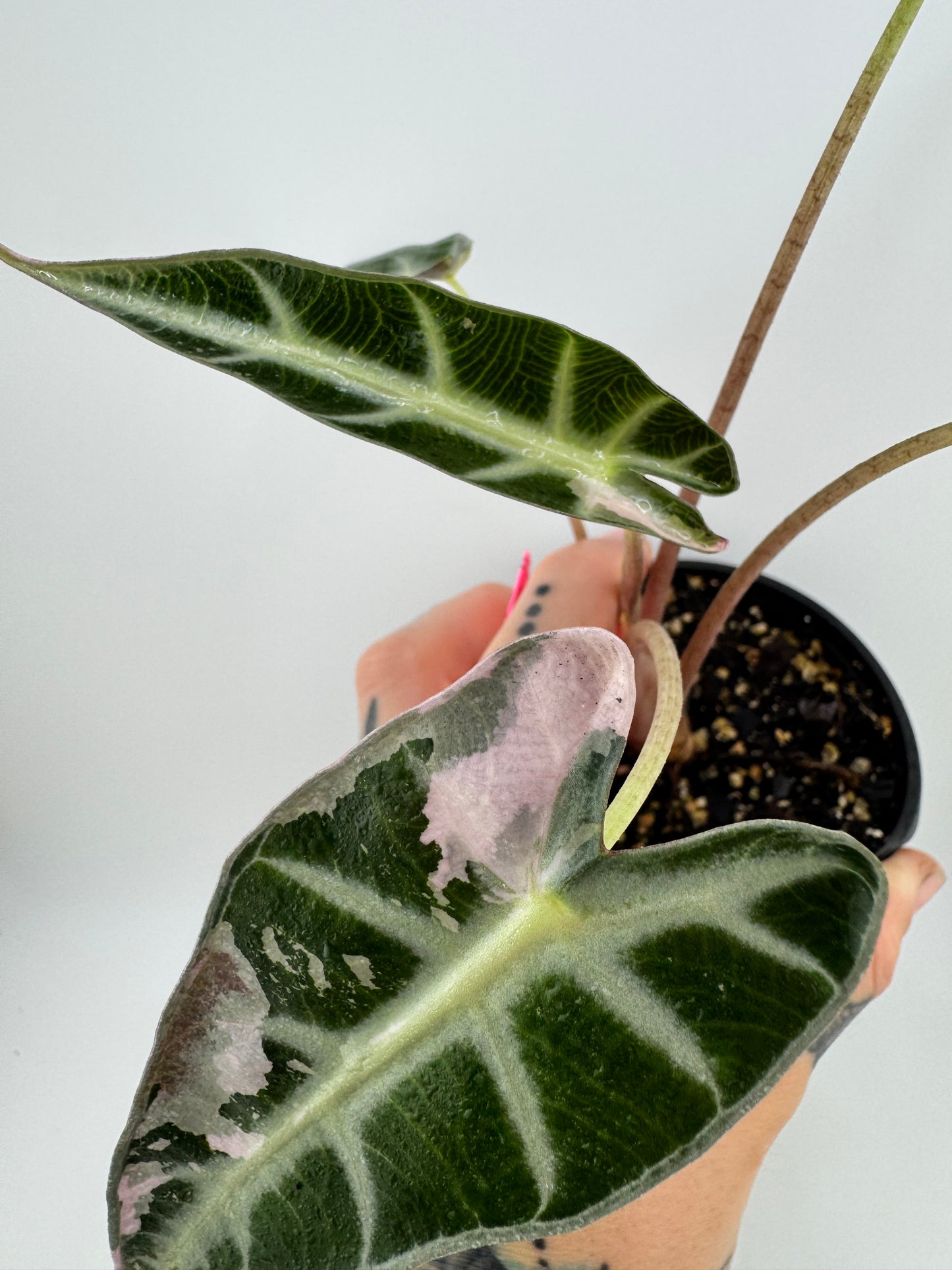 Variegated Alocasia Bambino Pink/Albo