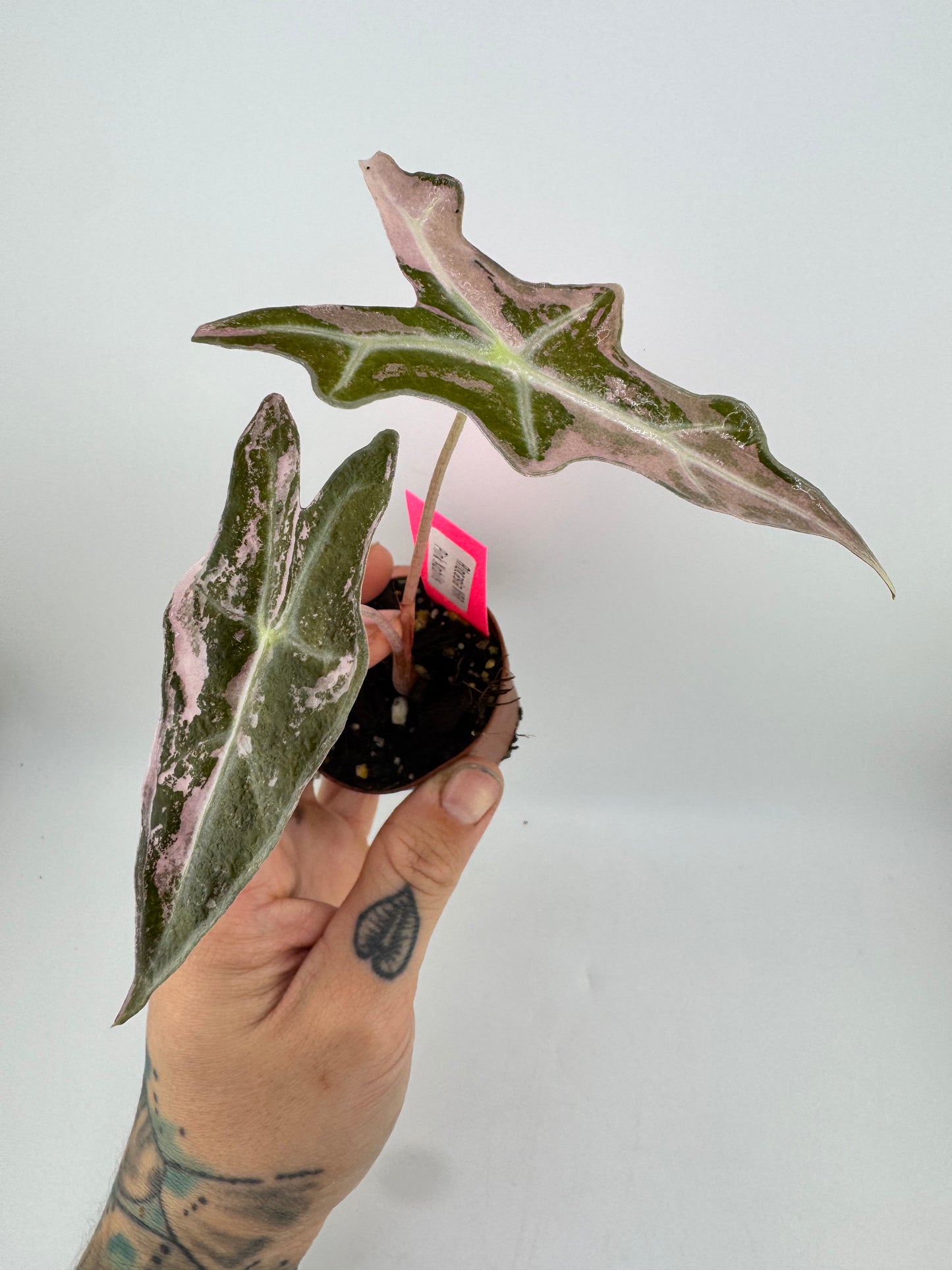 Alocasia Nobilis ‘Pink’ Variegated #2