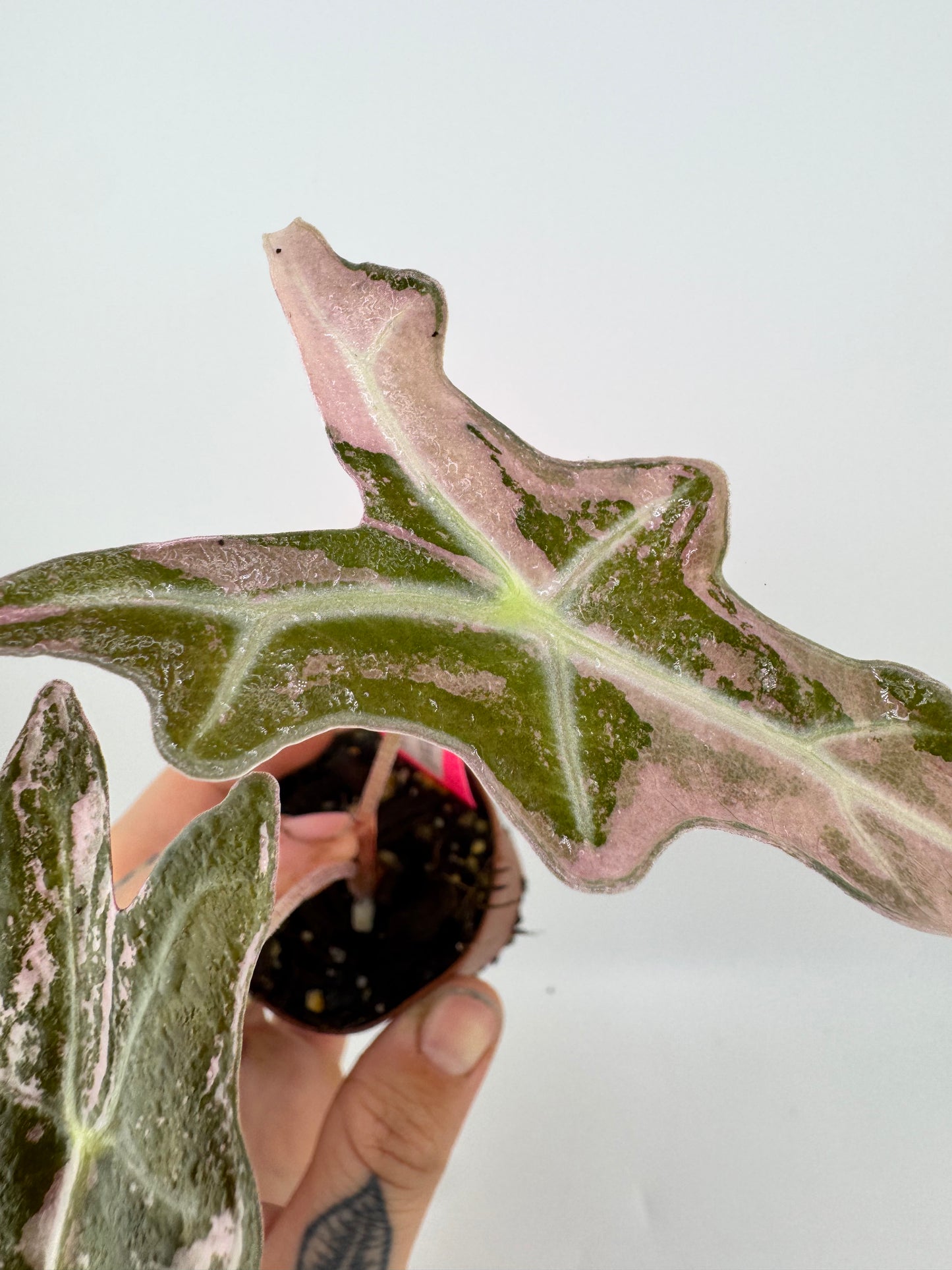 Alocasia Nobilis ‘Pink’ Variegated #2