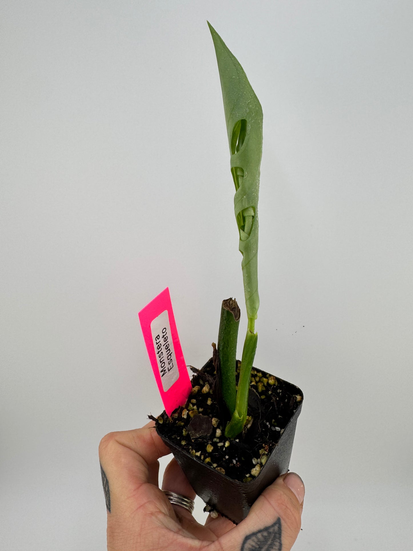 Monstera Esqueleto
