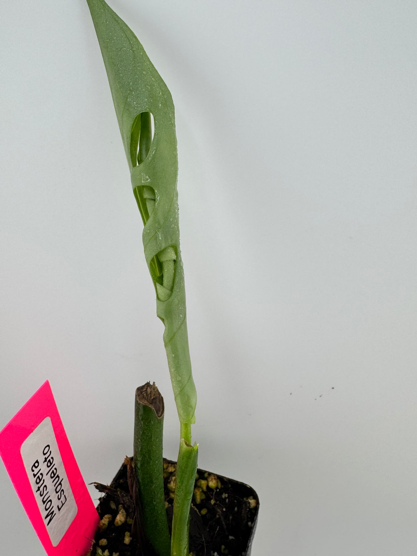 Monstera Esqueleto