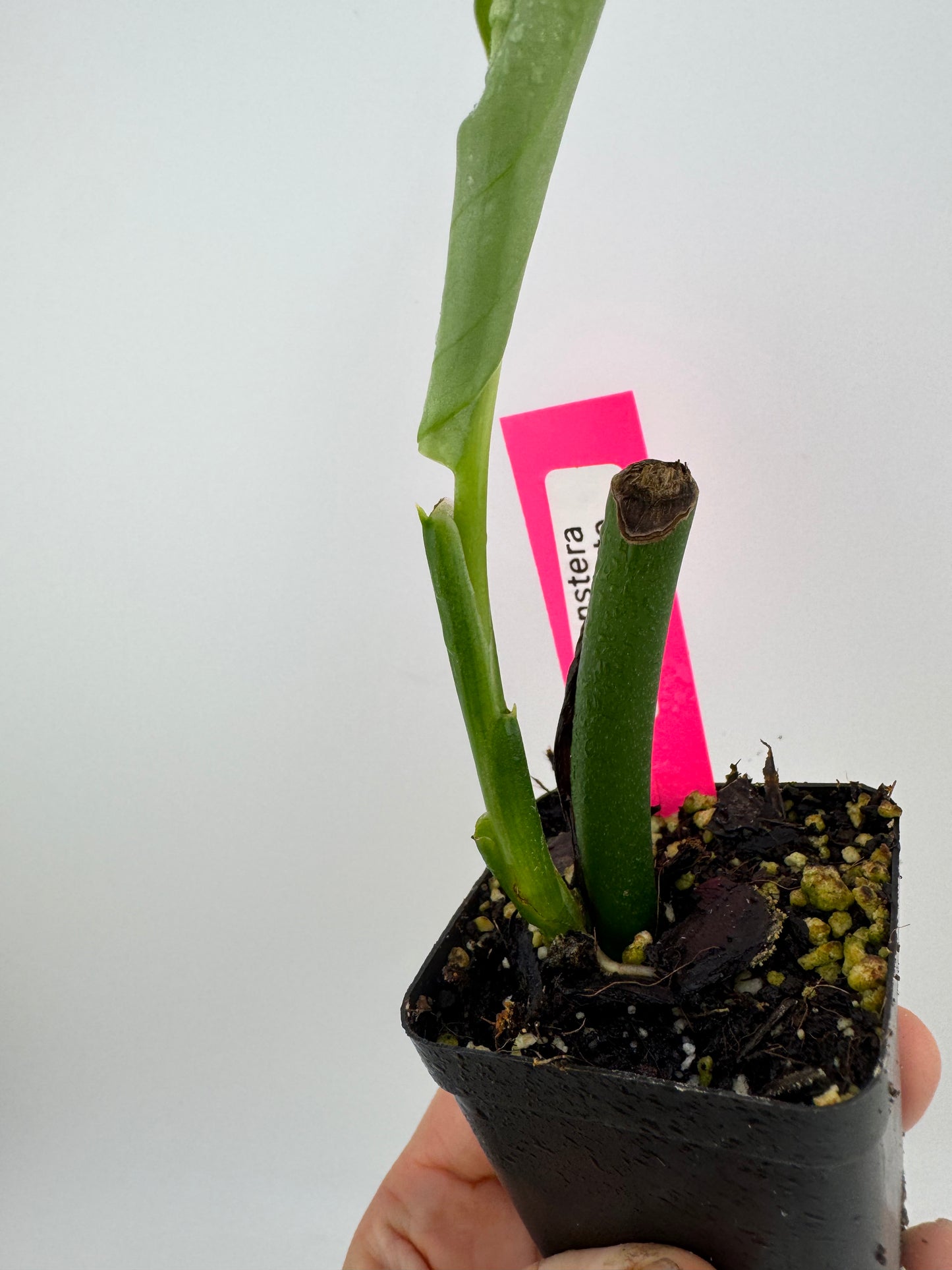 Monstera Esqueleto